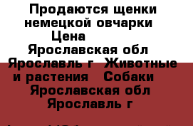 Продаются щенки немецкой овчарки › Цена ­ 5 000 - Ярославская обл., Ярославль г. Животные и растения » Собаки   . Ярославская обл.,Ярославль г.